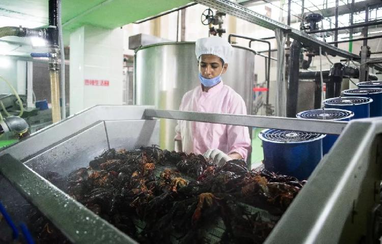 這個地方小龍蝦泛濫油炸出產(chǎn)線，直到中國人來了……